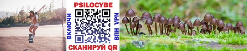 Псилоцибиновые грибы Psilocybine cubensis  Суджа 